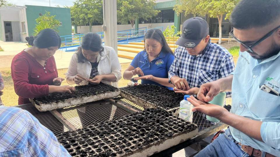 SIEMBRA DE CHILTEPÍN 2024 